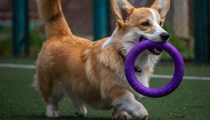 Hund trägt Spielzeug