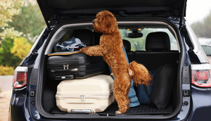 Hund und Koffer in Auto