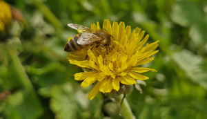 Biene auf Löwenzahn