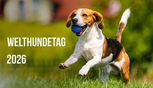 Hund hüpft mit Ball über die Wiese