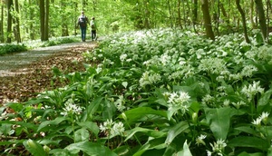 Bärlauchfeld neben einem Waldweg