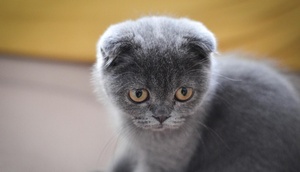 Graues Scottish-Fold-Kätzchen