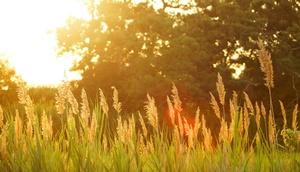Wiese bei Sonnenuntergang