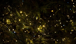 Tannenzweige mit Lichterkette