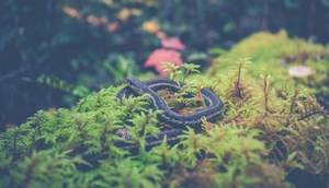 Foto einer Schlange auf Waldboden