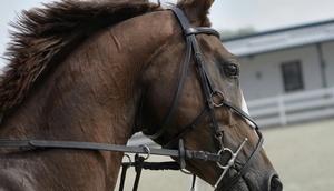 Abbildung eines Pferdeskopfs (seitlich)