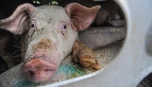 Schwein schaut aus Luke von Transport-LKW, Nahaufnahme
