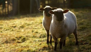 2 Schafe auf der Weide