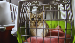 Katze in Transportbox