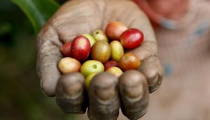 Hand eines Arbeiters mit Früchten des Kaffeestrauchs in der Schale