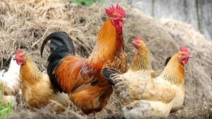 Hühner am Bauernhof, © Foto von Klimkin auf Pixabay