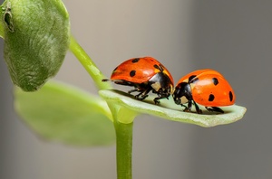 Marienkäfer auf Blatt, © Bild von Ron van den Berg auf Pixabay. Marienkäfer auf Blatt, © Bild von Ron van den Berg auf Pixabay.