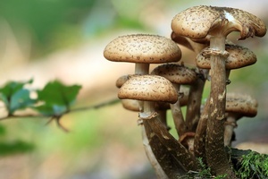 Pilze im Wald, © Bild von Tomasz Proszek auf Pixabay