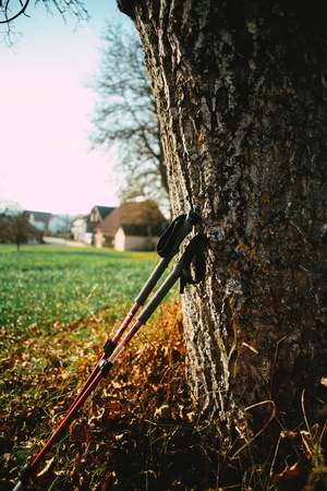 Wanderstöcke lehnen an Baum, © Bild von Markus Spiske auf Unsplash