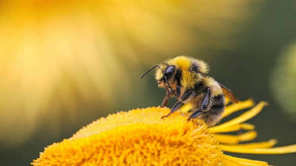 Biene bei gelber Blüte, © Dmitry Grigoriev auf Unsplash