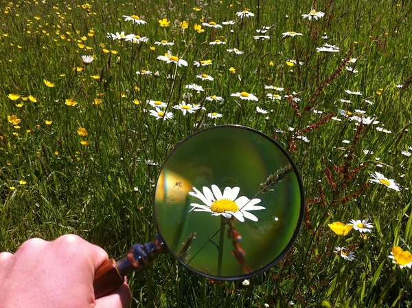 Blume durch Lupe betrachtet, © Bild von Anderele auf Pixabay Blume durch Lupe betrachtet, © Bild von Anderele auf Pixabay