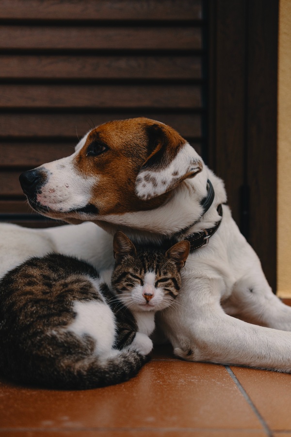 Junger Hund und Katze zusammengekuschelt, ©  Alec Favale auf Unsplash
