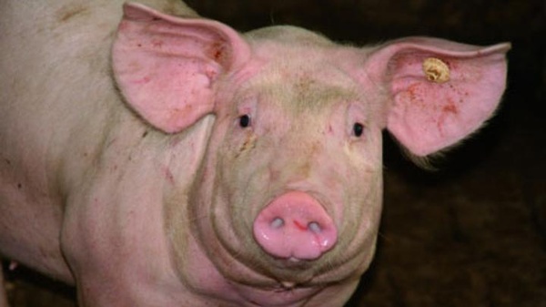 Schwein, Nahaufnahme vom Schädel , © www.naturfakta.no Schwein, Nahaufnahme vom Schädel , © www.naturfakta.no