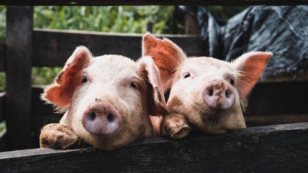2 Schweine, die sich auf Holzgatter aufrichten , © Kenneth Schipper Vera @unsplash