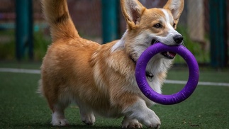 Hund trägt Spielzeug