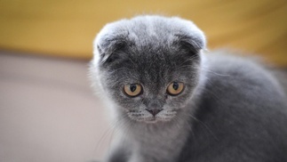 Graues Scottish-Fold-Kätzchen