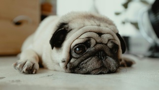 Mops (Hund)