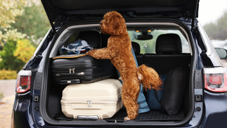 Hund und Koffer in Auto