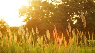 Wiese bei Sonnenuntergang