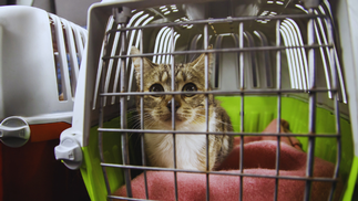 Katze in Transportbox
