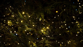 Tannenzweige mit Lichterkette