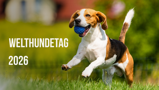 Hund hüpft mit Ball über die Wiese