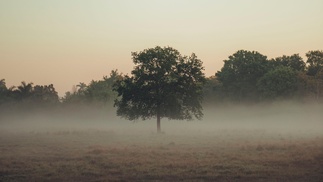 Wiese mit Baum im Nebel 