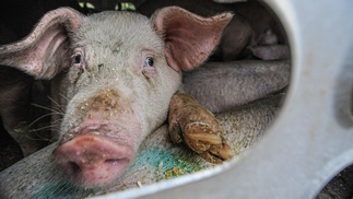 Schwein schaut aus Luke von Transport-LKW, Nahaufnahme