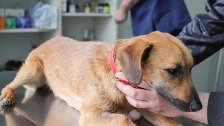 Hund auf dem Behandlungstisch eines Tierarztes