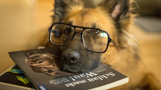 Hund mit Brille und Buch