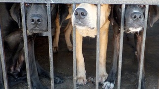 Hunde im Käfig
