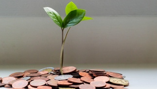 Aus Münzen wächst eine Pflanze.
